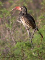 Monteiro's Hornbill - Tockus monteiri