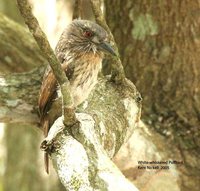 White-whiskered Puffbird - Malacoptila panamensis