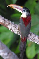 Curl-crested Aracari - Pteroglossus beauharnaesii