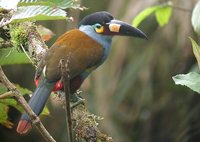 Plate-billed Mountain-Toucan - Andigena laminirostris