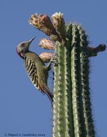 Hispaniolan Woodpecker - Melanerpes striatus