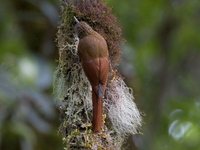 Spot-crowned Woodcreeper - Lepidocolaptes affinis