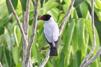 Black-tailed Tityra - Tityra cayana