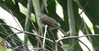 Swamp Greenbul - Thescelocichla leucopleura