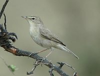 Sykes' Warbler - Hippolais rama