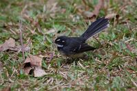 Gray Fantail - Rhipidura fuliginosa