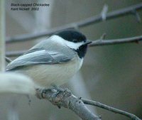 Black-capped Chickadee - Poecile atricapilla