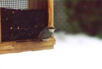 Brown-headed Nuthatch - Sitta pusilla