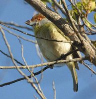 Rufous-browed Peppershrike - Cyclarhis gujanensis