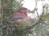 Parrot Crossbill - Loxia pytyopsittacus