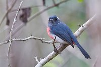 Gray-throated Chat - Granatellus sallaei