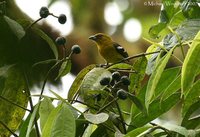 White-winged Tanager - Piranga leucoptera