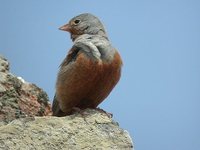 Cretzschmar's Bunting - Emberiza caesia