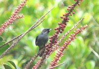 Greater Flowerpiercer - Diglossa major