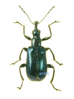Eugnamptus amurensis - 긴거위벌레