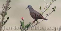 Ruddy Ground-dove Columbina talpacoti (seen en-route)