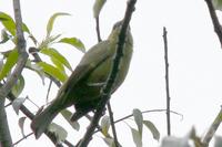 Celestino Olivaceo - Palm Tanager