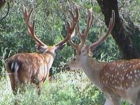 Manchurian Sika (Cervus nippon mantchuricus)