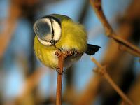 'Blue Tit  (Parus caeruleus)' On Black