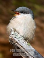 ...Pygmy Nuthatch in Ponderosa pine forest at 7 , 000 feet elevation near Flagstaff Arizona Coconin