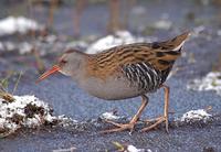 Water Rail at Worfield Bog - December 2005 (photo John Robinson)