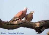 Red Collared  Dove /  Streptopelia tranquebarica  S : 23