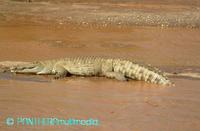 Crocodilus niloticus ssp
