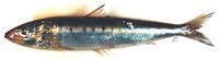 정어리 Sardinops melanostictus (Temmick et Schelegel)