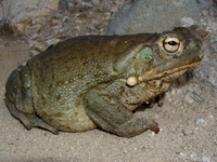 : Bufo alvarius; Sonoran Desert Toad