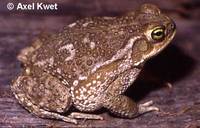 : Bufo arenarum