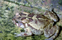 : Bufo pantherinus; Western Leopard Toad