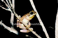 : Hypsiboas ericae