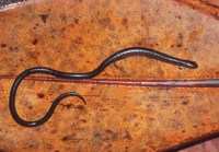 : Oedipina gracilis