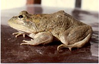 : Paa sternosignata; Karez Frog