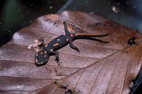 : Paramesotriton hongkongensis