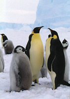 : Aptenodytes forsteri; Emperor Penguin