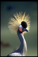 : Balearica pavonina ssp. ceciliae; Sudan Crowned Crane