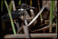 : Ceryle rudis; Pied Kingfisher