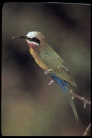 : Merops bullockoides; White-fronted Bee-eater