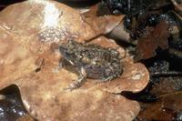 : Uperoleia mimula; Mimic Toadlet