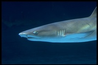 : Triaenodon obesus; Whitetip Reef Shark