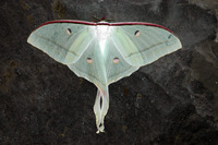 : Actias selene; Indian Luna Moth/indian Moon Moth
