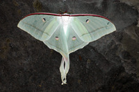 : Actias selene; Indian Luna Moth/indian Moon Moth