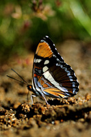 : Adelpha bredowii; California Sister
