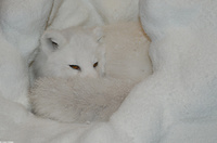 : Alopex lagopus; Arctic Fox