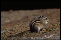 : Eutamias minimus; Least Chipmunk