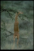 : Litocranius walleri; Gerenuk