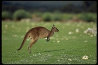 : Macropus fuliginosus ssp. fuliginosus; Kangaroo Island Kangaroo