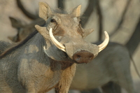 : Phacochoerus africanus; Warthog