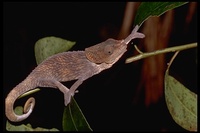 : Calumma brevicornis; Short Horned Chameleon